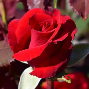 Ruža čajevke - Ruža - Ruby Wedding™ - 